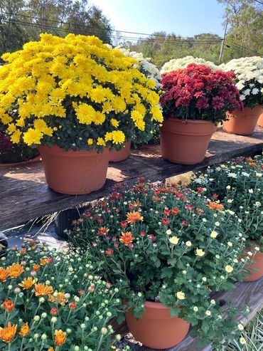 Mum flowers available from GTF Nursery, Pensacola, Florida.