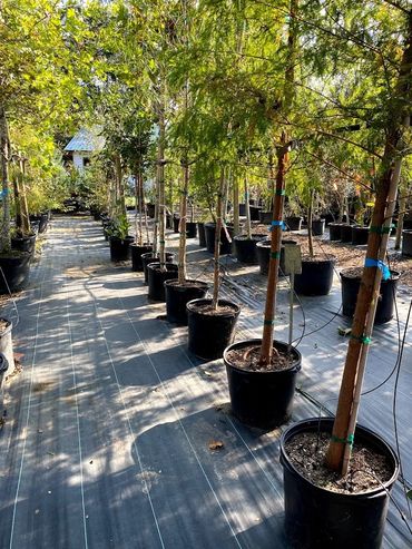 Tress available from GTF Pensacola, Florida.