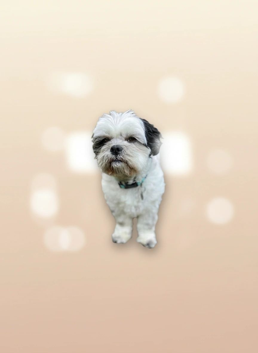 Groomed dog 20 at Vanity Fur Grooming