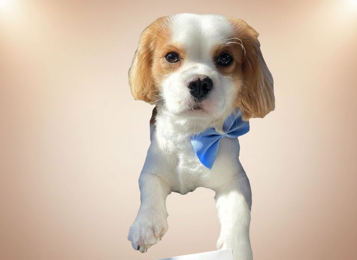 Groomed dog 11 at Vanity Fur Grooming