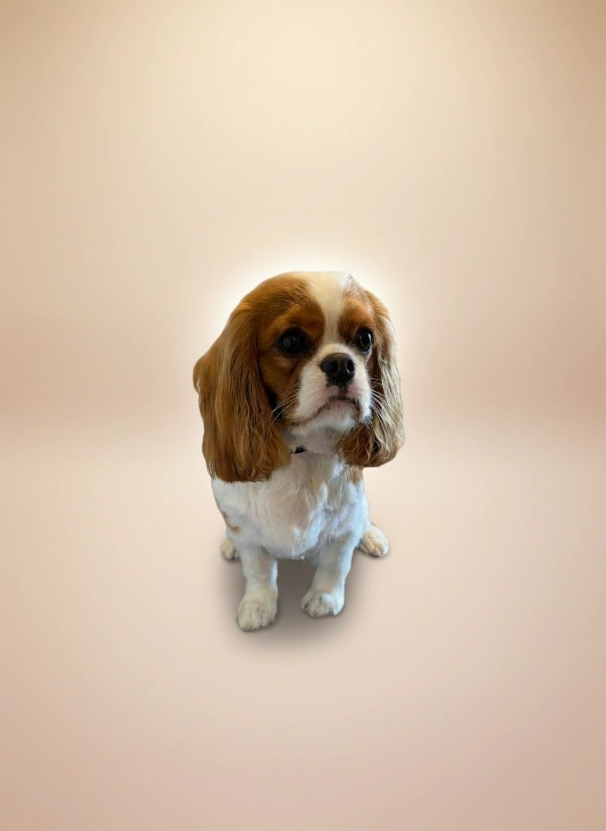 Groomed dog 14 at Vanity Fur Grooming