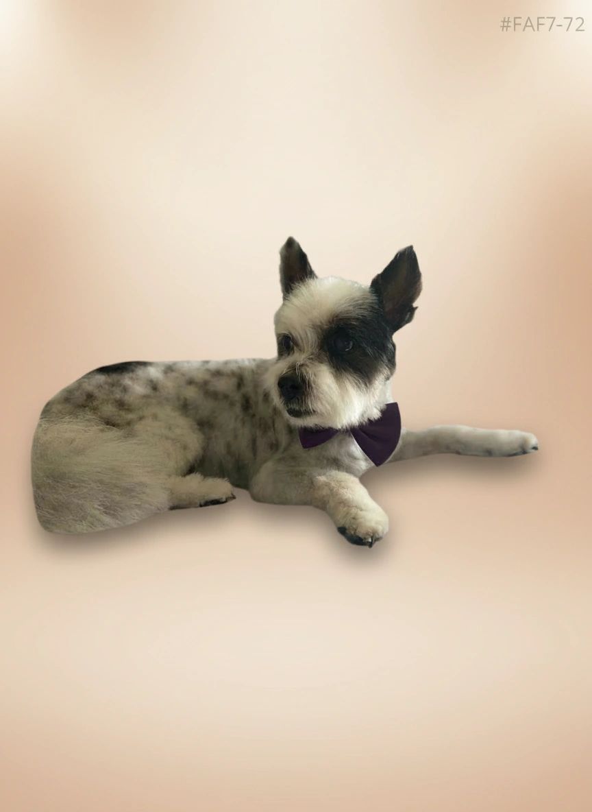 Groomed dog 22 at Vanity Fur Grooming