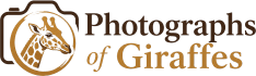 Photographs of Giraffes