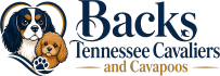 Backs Tennessee Cavaliers and Cavapoos