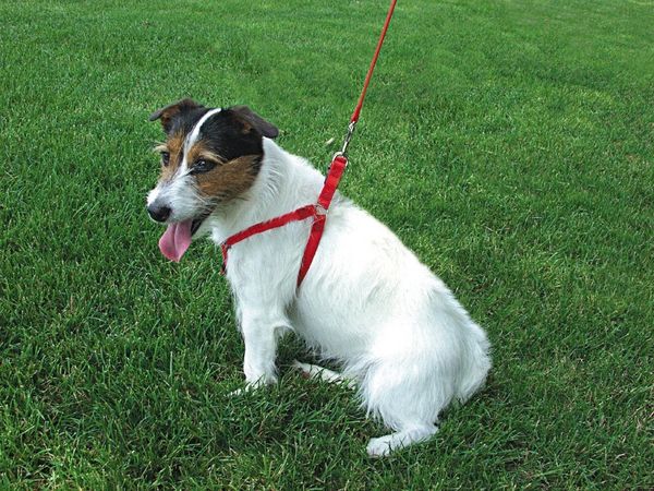 coastal pet comfort wrap harness