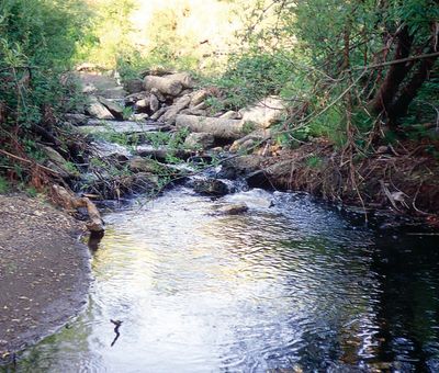 A calm forest stream with rocks and greenery.
