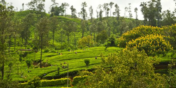 Tea Fields