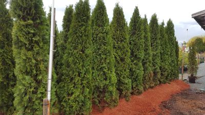 tall 10 - 12 feet smaraged cedar trees in saw dust ready for sale.