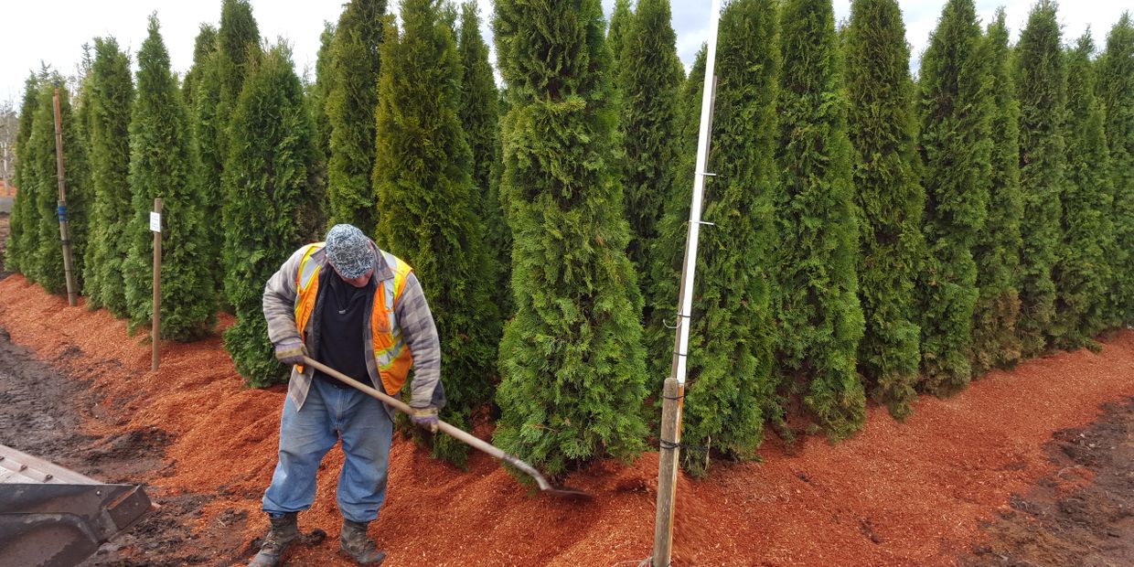 10 to 14 feet cedar trees in saw dust ready for sale.