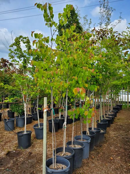 Cercis canadensis - Red bud . 8-10 feet 2 cm caliper in #15 gallon pot