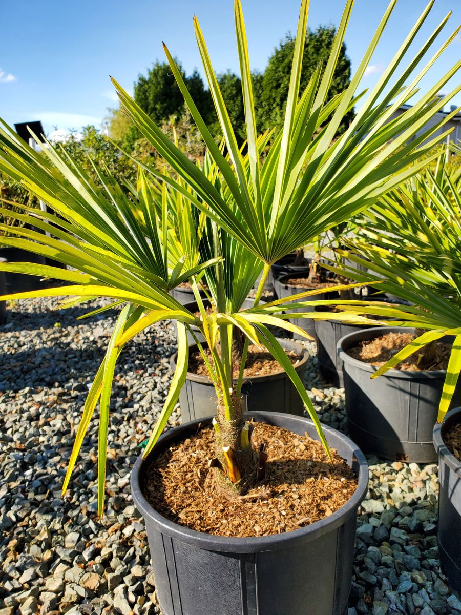 Windmill Palm Tree In 3 Pot 1 Foot