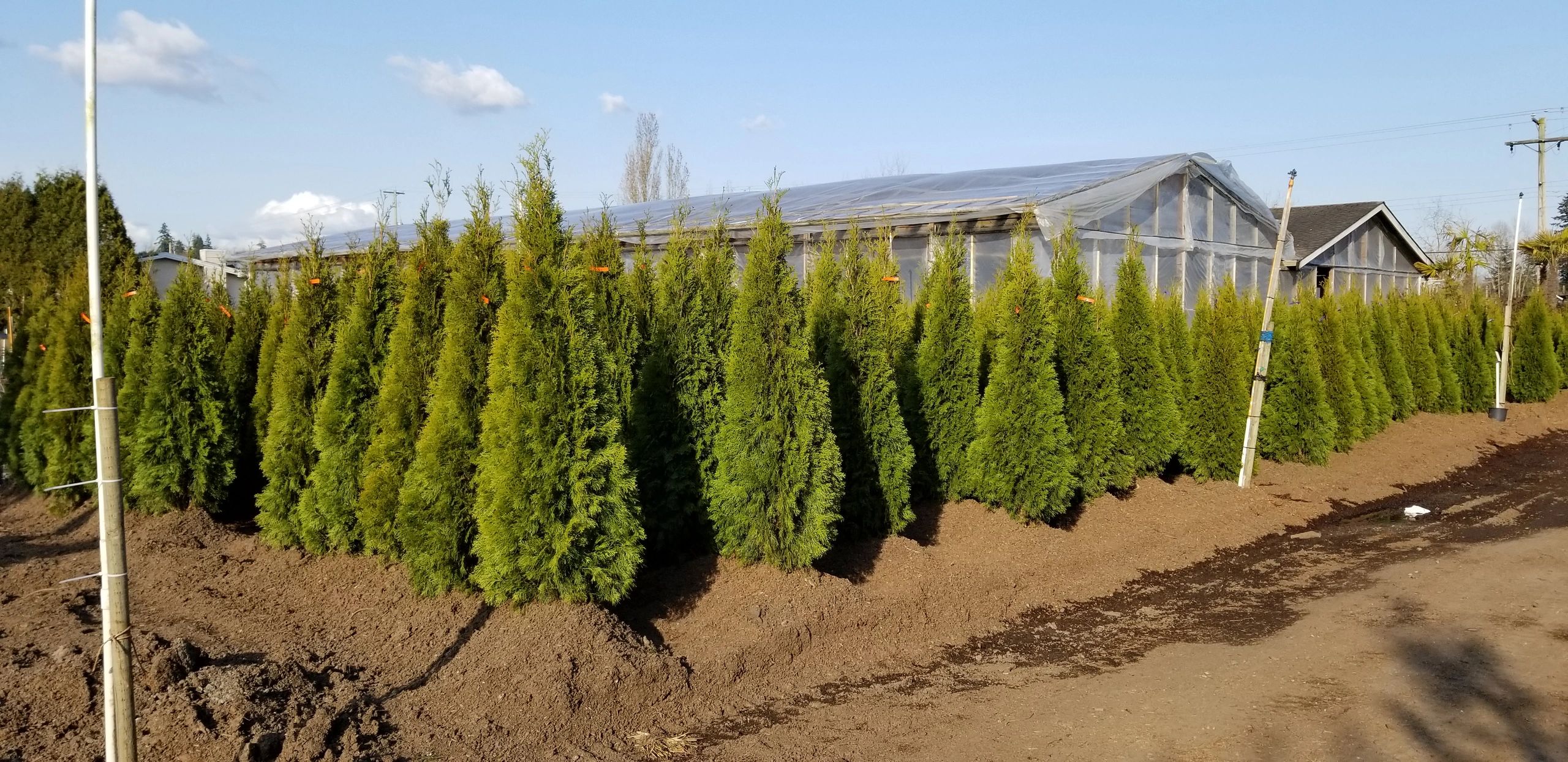 hedge-material
