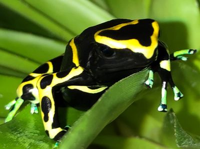 Blue-Foot leucomelas on a bromeliad