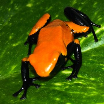 75% Orange galactonotus froglet and link to photo gallery