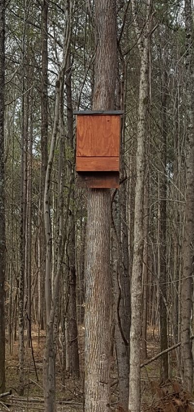 bat house
diy