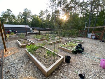 raised beds
pressure treated pine