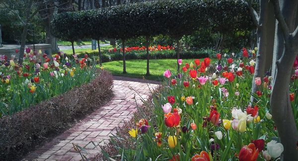 A garden full of flowers