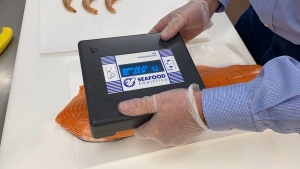 The waterproof Certified Quality Reader measuring a salmon fat index.