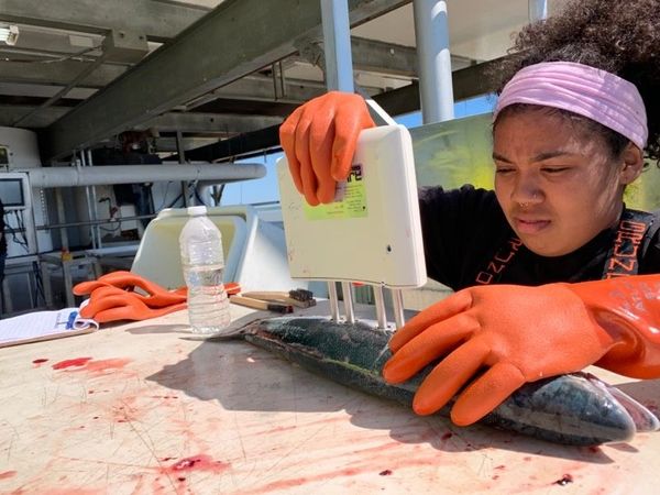 The Certified Quality Reader on a fishing vessel checking quality and fat content. 