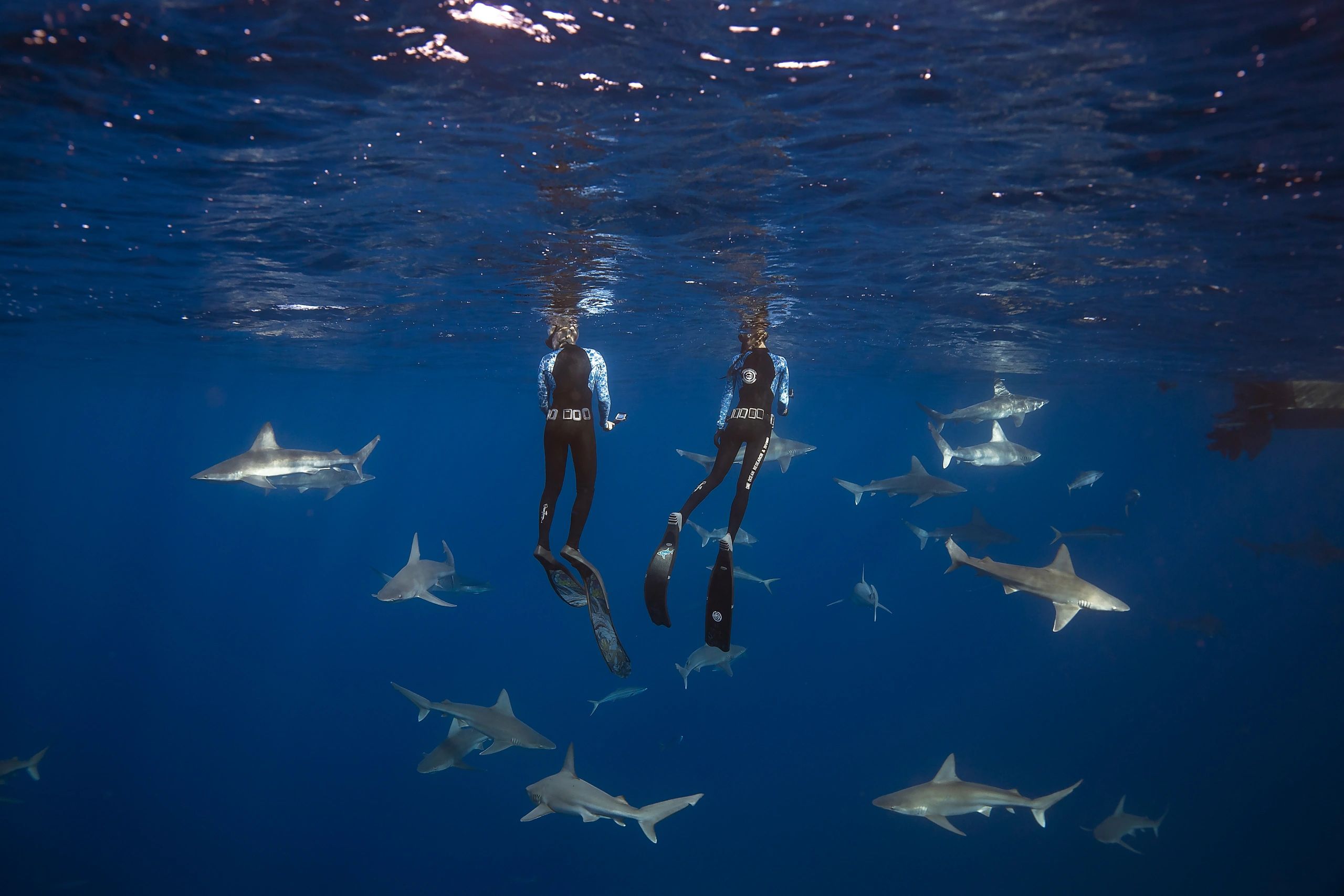 спасите челюсти one ocean diving. Смотреть фото спасите челюсти one ocean diving. Смотреть картинку спасите челюсти one ocean diving. Картинка про спасите челюсти one ocean diving. Фото спасите челюсти one ocean diving