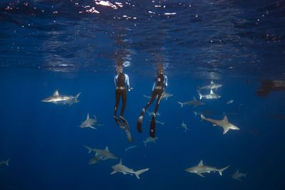 shark dive and shark tour with One ocean diving. sand bar sharks