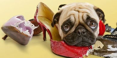 Dog ate shoe polish new arrivals