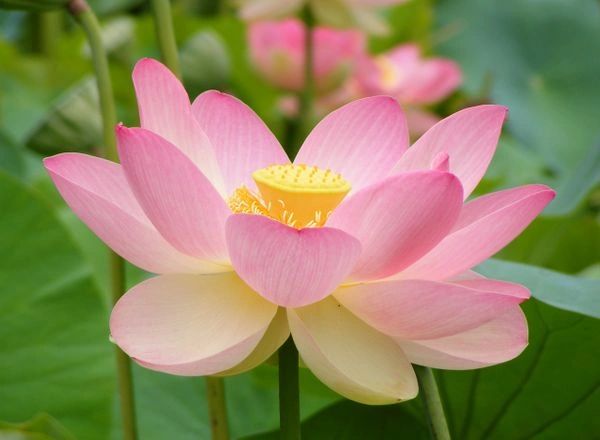 Attar Lotus