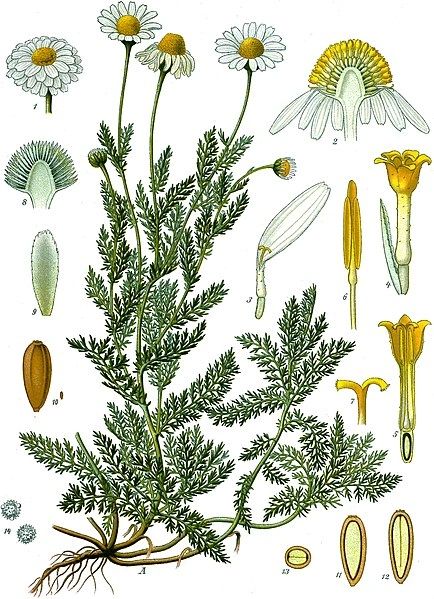 Chamomile, Wild