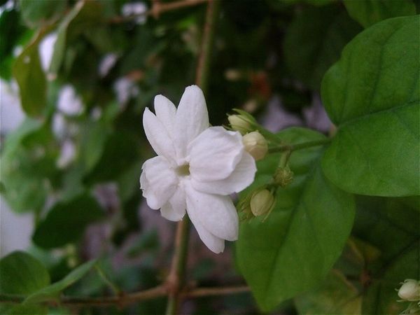 Jasmine (Jasminum sambac)