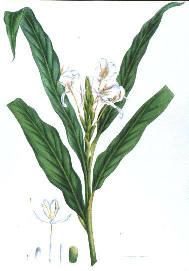 Ginger Lily (CO2 select)