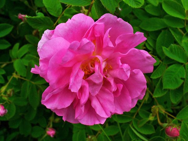 Rose, Bulgarian