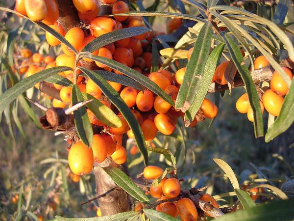 Sea Buckthorn Berry Co2 Nature S Spirit Distinctive Aromatherapy