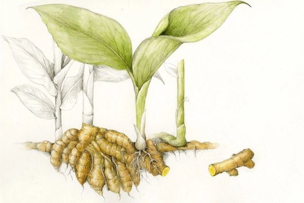 Turmeric CO2 extraction
