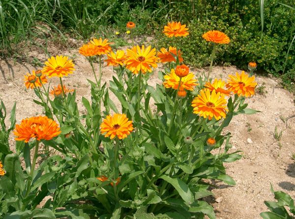 Calendula, Calendula officinalis