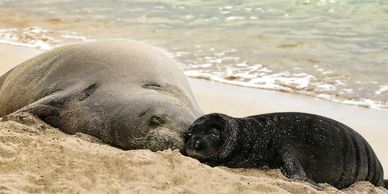 Pohaku and Nanea