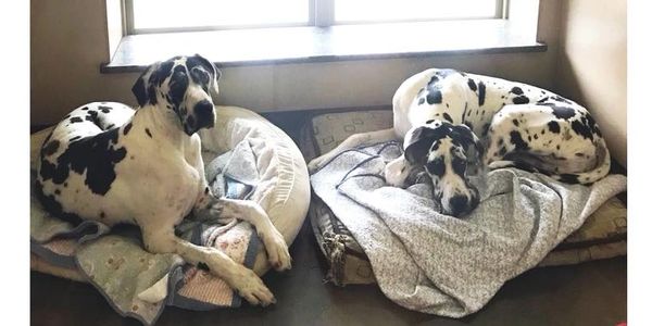 Two Great Danes resting in our dog boarding suite in Fort Worth, TX