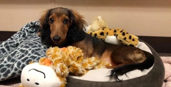Long haired Dachshund cozy in comfortable dog bed.