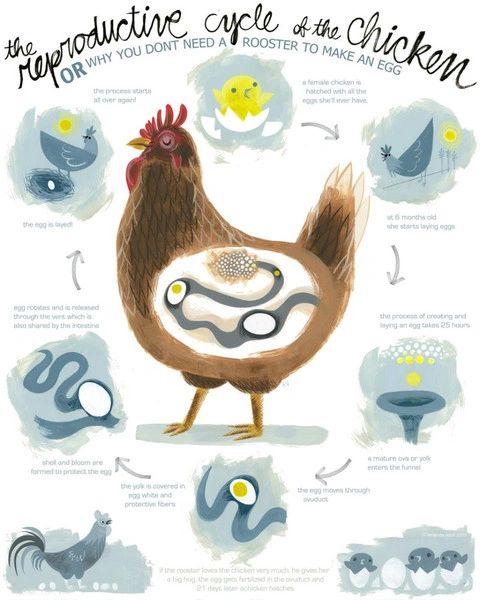Chicken Reproductive poster