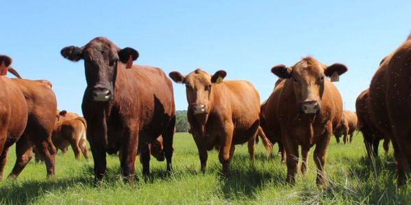 A group of brown cows standing on green grass under a clear blue sky.