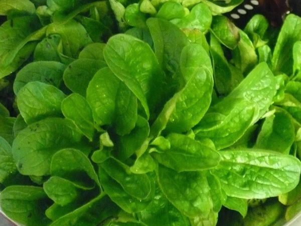 Corn Salad NY Hardy Lambs Lettuce Mache Seeds 153