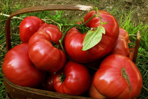 Pink Brandywine Tomato Seeds, 100 Heirloom Seeds Per Packet, Non GMO S –  Islasgarden
