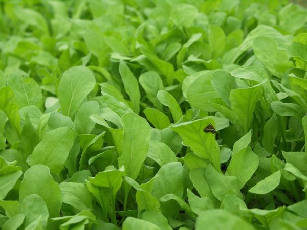 Arugula, Roquette (35 Days), Heirloom