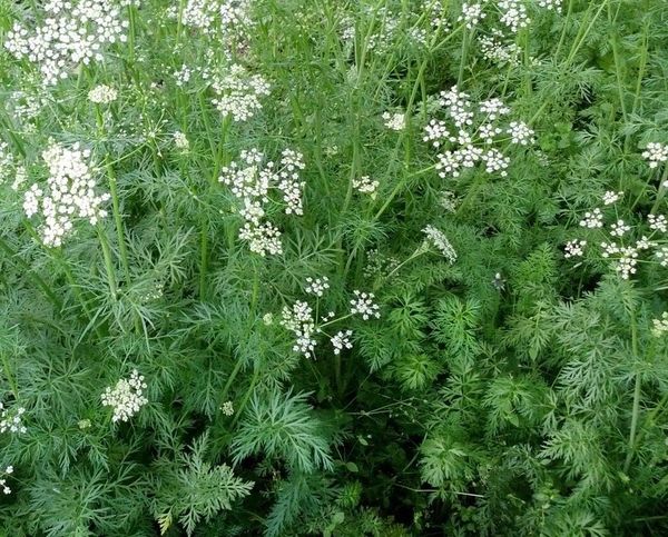 Cumin Seeds