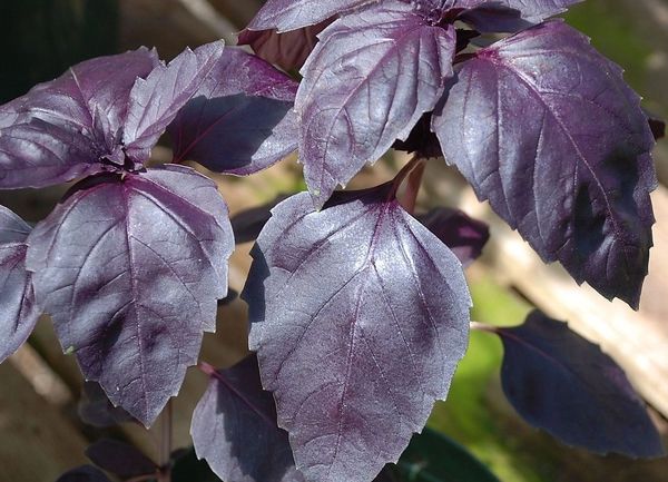 Basil Herb Seeds Purple Dark Opal Ohio Heirloom Seeds