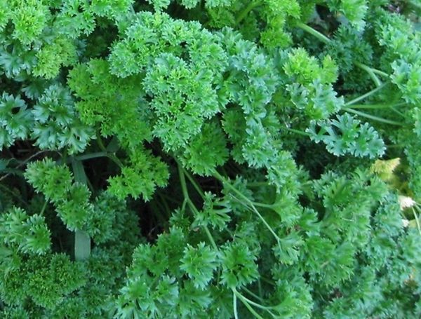 Parsley Seeds Moss Green Curled Ohio Heirloom Seeds