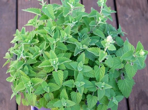 Catnip Organic Seeds – Hudson Valley Seed Company