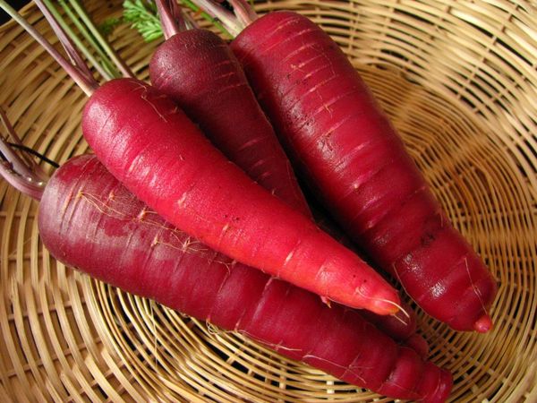 250 Purple Carrot Seeds COSMIC PURPLE Heirloom Organic Vegetable-Crispy-Rare 