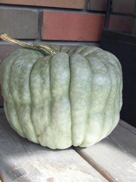 Queensland Blue Squash Seeds Ohio Heirloom Seeds