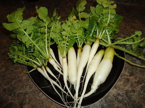 Daikon Radish Seeds Minowase Ohio Heirloom Seeds