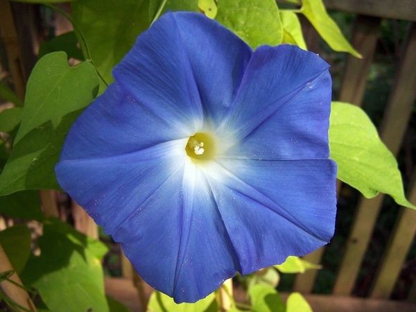 blue morning glory vine